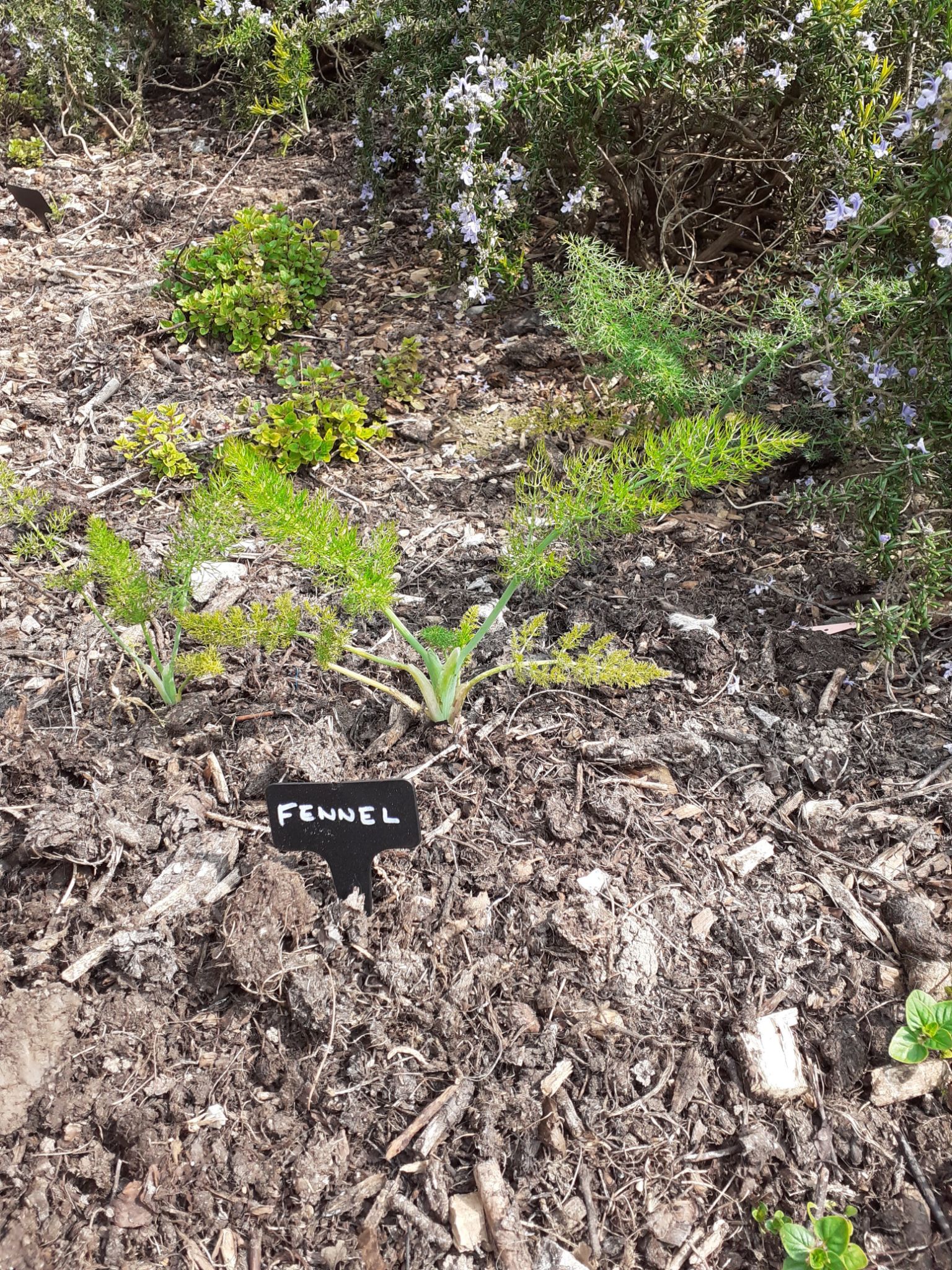 Fennel